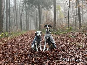 H-und.ch: Die Schweiz mit Hund erleben