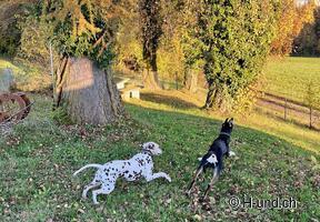 H-und.ch: Die Schweiz mit Hund erleben