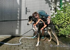 H-und.ch:Die Schweiz mit Hund erleben