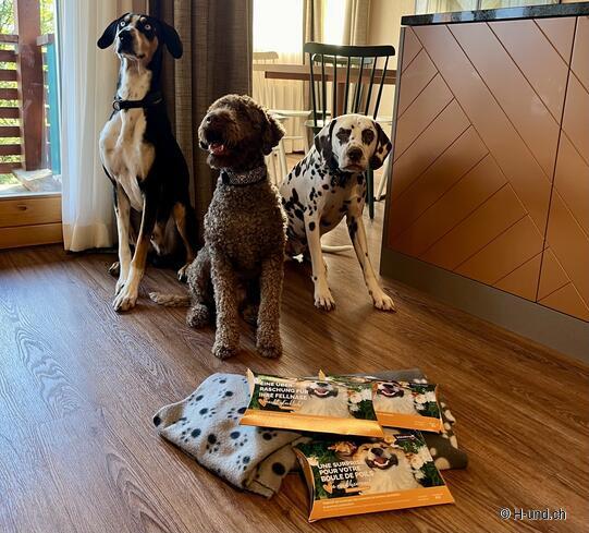 Willkommensüberraschung in der Reka Ferienwohnung Hasliberg von Vitakraft.