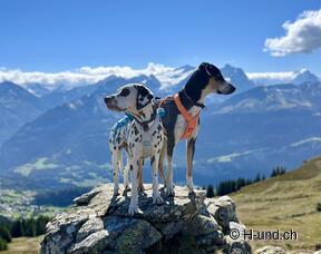 H-und.ch: Die Schweiz mit Hund erleben