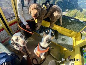 H-und.ch:Die Schweiz mit Hund erleben