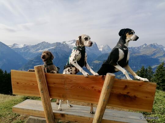H-und.ch: Die Scheiz mit Hund erleben