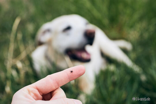 H-und.ch: Zecken Hund