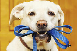 Appartamenti di vacanza con cane: Vivere la Svizzera