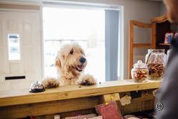 Hotels with dogs: Experience Switzerland