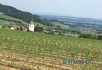 Chemin de Saint-Jacques avec le chien : Découvrez la Suisse