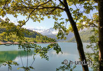 Chemin de Saint-Jacques avec chien dans l'Oberland bernois