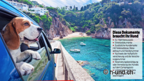 Vacanze in campeggio con cane