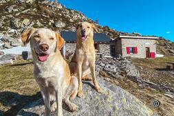 Hut Adventure Switzerland: experience with dog